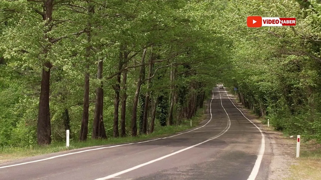 SAFRANBOLU ULUS AĞAÇ TÜNEL YOLU: DOĞANIN YEŞİL MÜCİZESİ