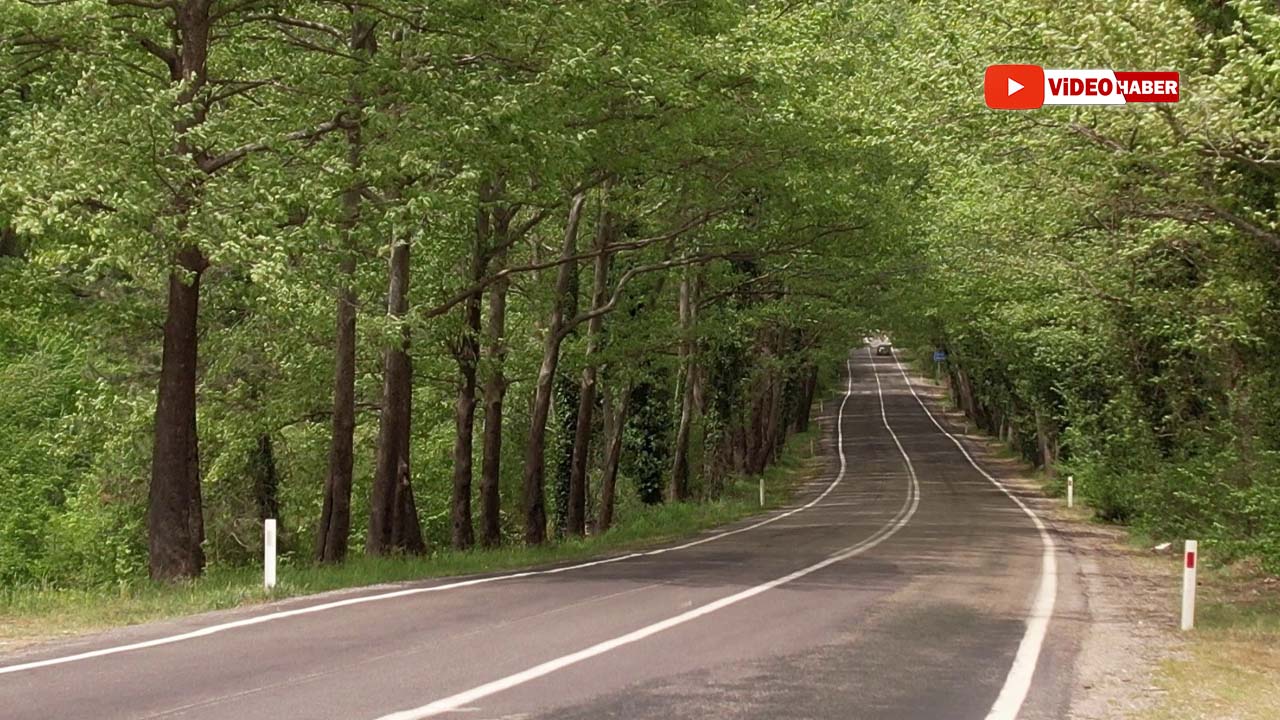Safranbolu Ulus Ağaç Tünel Yolu, dallarıyla gökyüzünü kapatan ağaçlarıyla büyüleyici