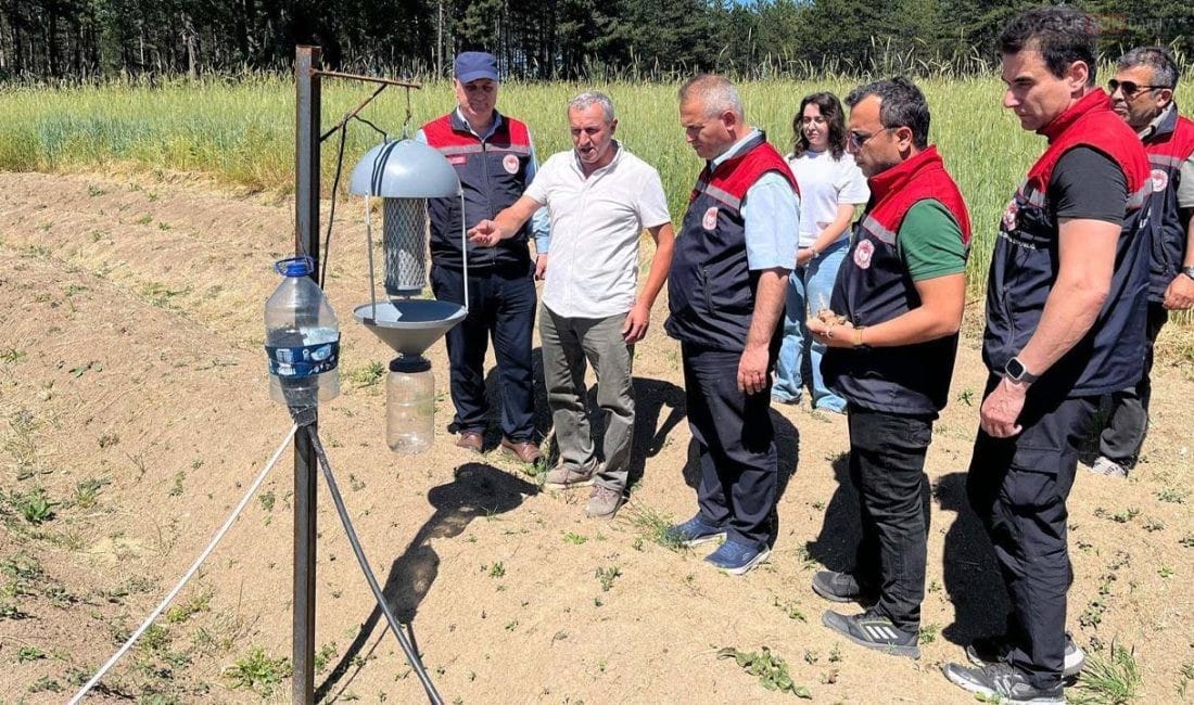 SAFRANBOLU’DA 27 DEKARLIK DEV SAFRAN TARLASI MERCEK ALTINDA Karabük İl Tarım ve Orman Müdürlüğü ekipleri, Safranbolu'daki 27 dekarlık