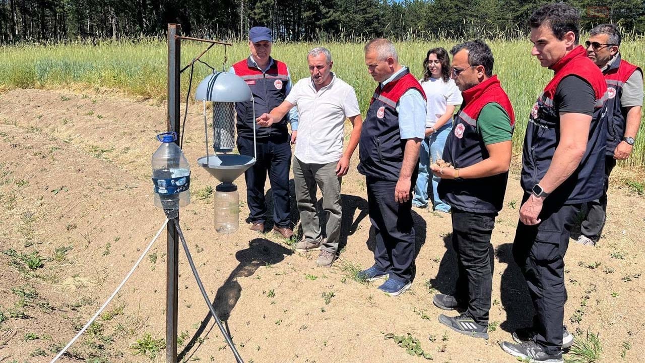 Karabük İl Tarım ve Orman Müdürlüğü ekipleri, Safranbolu'daki 27 dekarlık