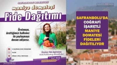 Safranbolu Belediyesi, yerel tarımı desteklemek amacıyla tescilli maniye domatesi fidelerini